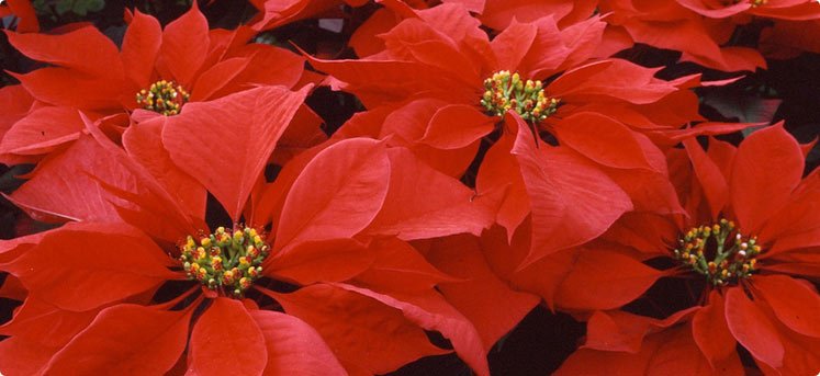 CBC Christmas Poinsettias