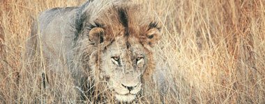 Lionroar Homeimage