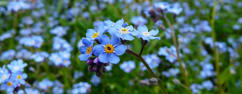 forget me nots