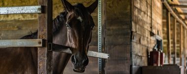 horse around