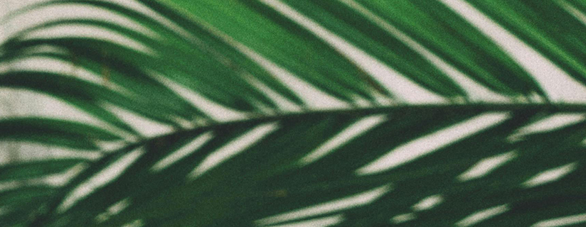 palm sun