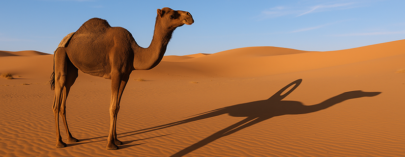 camel and needle