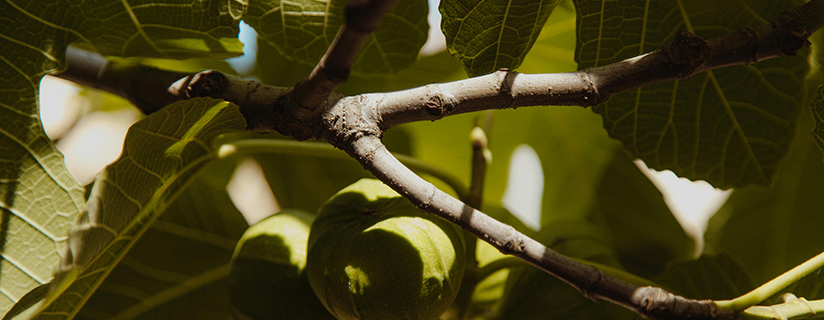fig tree
