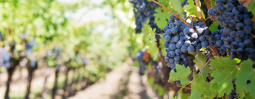 vineyard