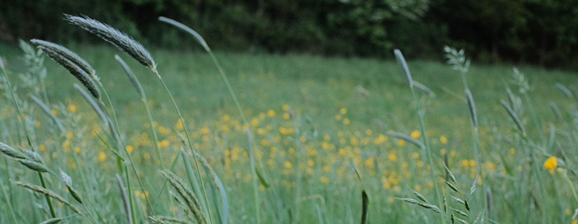 grass