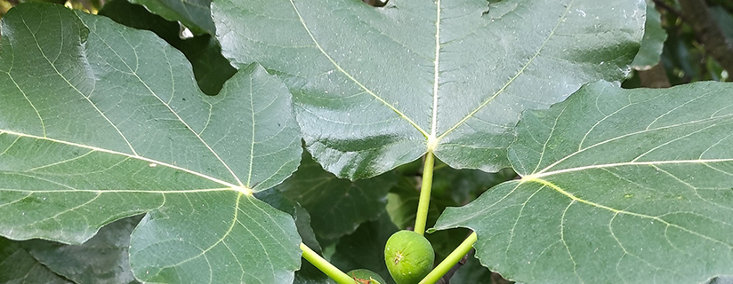 figs